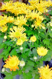 alt=&quot;Verzweigte Chrysanthemen in leuchtendem Gelb&quot; alt=&quot;Goldgelbe Chrysanthemenbl&uuml;ten auf verzweigten Stielen&quot; alt=&quot;Strahlende gelbe Chrysanthemen mit gr&uuml;nen Bl&auml;ttern&quot; alt=&quot;Kugelf&ouml;rmige gelbe Chrysanthemen mit dichtem Bl&uuml;tenstand&quot;