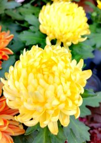 alt=&quot;Gef&uuml;llte Chrysantheme mit gro&szlig;en leuchtend gelben Bl&uuml;ten&quot; alt=&quot;Chrysanthemen in Gelb mit dichten, kugelf&ouml;rmigen Bl&uuml;ten&quot; alt=&quot;Strahlende gelbe Chrysanthemen mit &uuml;ppiger Hauptbl&uuml;te&quot;