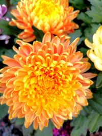 alt=&quot;Gef&uuml;llte Chrysantheme in warmem Orange-Bronze mit dichten Bl&uuml;ten&quot; alt=&quot;Chrysanthemen in Orange-Bronze, kugelige Hauptbl&uuml;te&quot; alt=&quot;Luxuri&ouml;se Chrysanthemen in Kupferfarben mit gef&uuml;llten Bl&uuml;ten&quot; F&uuml;r wei&szlig;e Chrysanthemen: