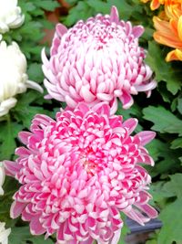 alt=&quot;Gef&uuml;llte Chrysantheme in sanftem Rosa mit &uuml;ppiger Bl&uuml;te&quot; alt=&quot;Chrysanthemen in Rosa mit gro&szlig;en, kugelf&ouml;rmigen Bl&uuml;ten&quot; alt=&quot;Sanfte rosa Chrysanthemen mit dichten, gef&uuml;llten Bl&uuml;ten&quot;