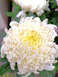 alt=&quot;Gef&uuml;llte Chrysantheme mit reinen wei&szlig;en Bl&uuml;ten&quot; alt=&quot;Chrysanthemen in Wei&szlig;, gro&szlig;e kugelige Hauptbl&uuml;te&quot; alt=&quot;Elegante wei&szlig;e Chrysanthemen mit dichten Bl&uuml;tenst&auml;nden&quot;