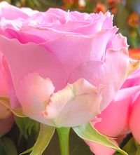 &lt;img src=&quot;rosa-rosen.jpg&quot; alt=&quot;Zarte rosa Rosenbl&uuml;ten, sanft und elegant&quot; /&gt; &lt;img src=&quot;rosa-rosen-2.jpg&quot; alt=&quot;Sch&ouml;ne rosa Rosen, die f&uuml;r Z&auml;rtlichkeit stehen&quot; /&gt; &lt;img src=&quot;rosa-rosen-3.jpg&quot; alt=&quot;Rosa Rosen in voller Bl&uuml;te, charmant und edel&quot; /&gt;